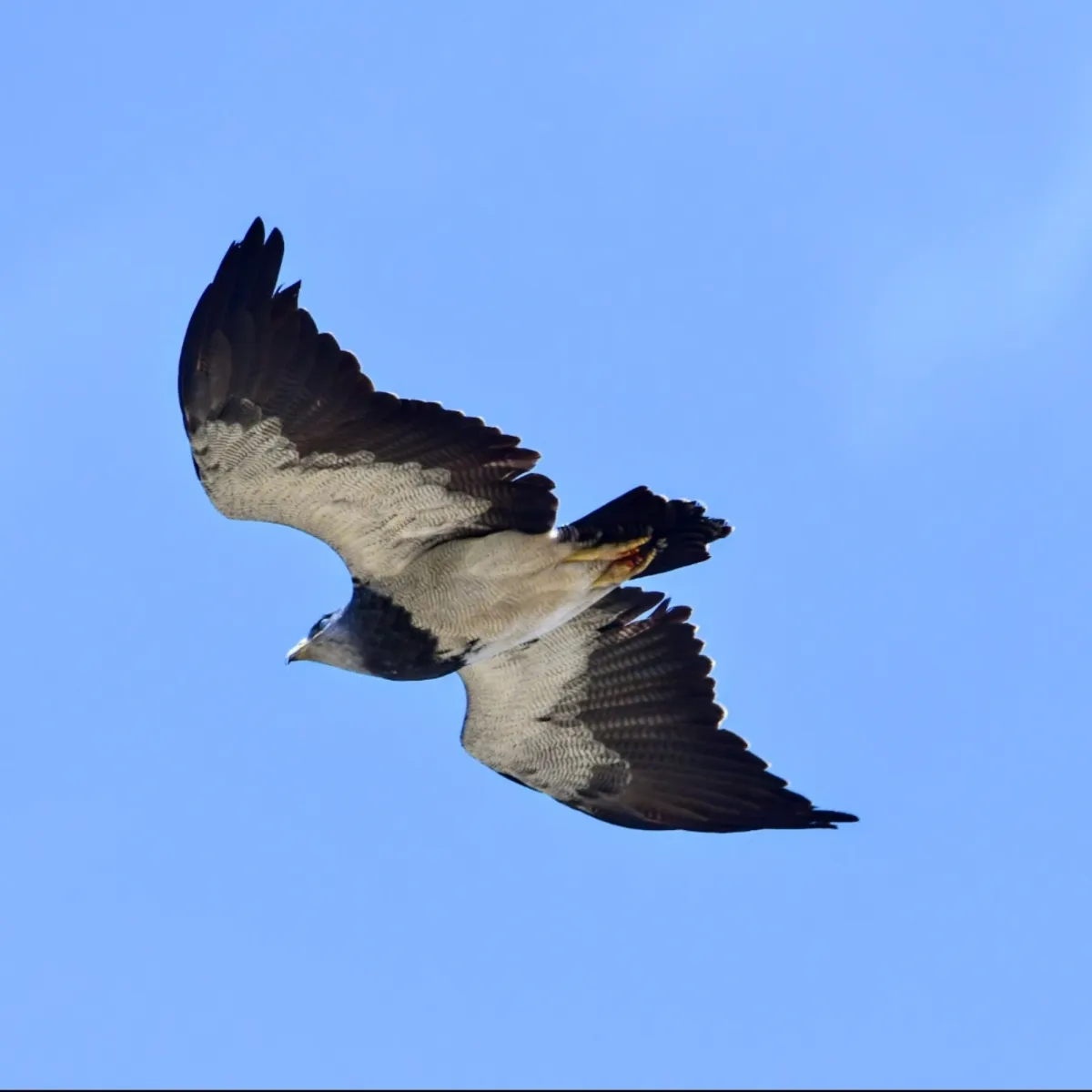 Spotted Black-chested Buzzard-Eagle