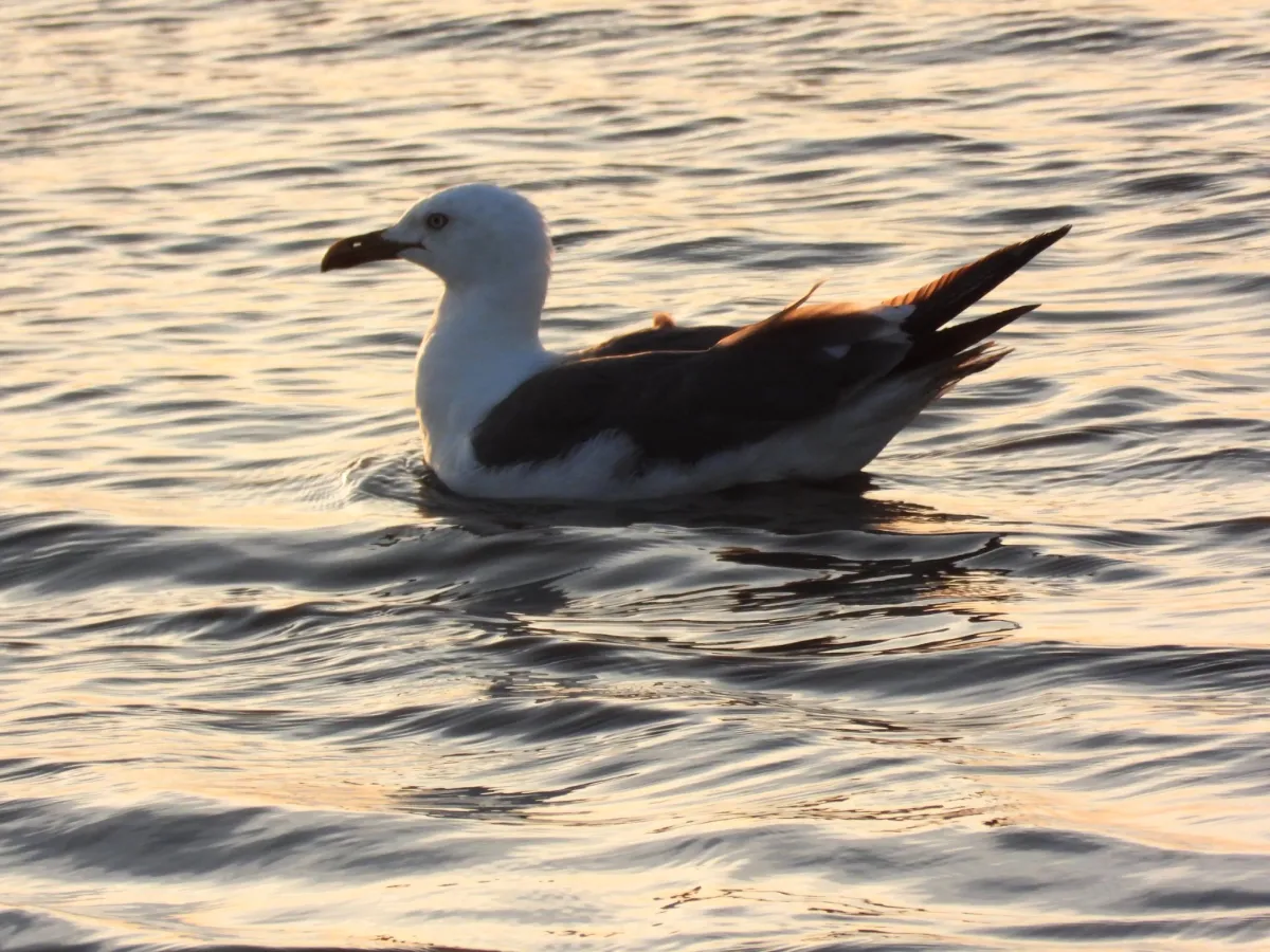 Spotted Lesser Black-backed Gull