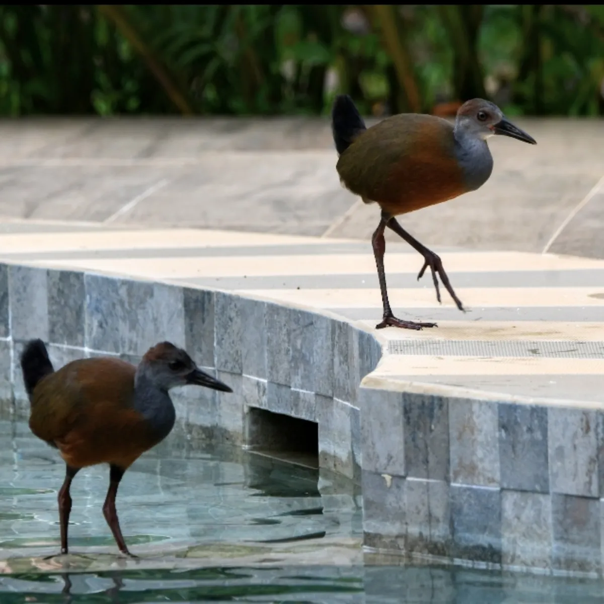 Gespotte Witbuikbosral