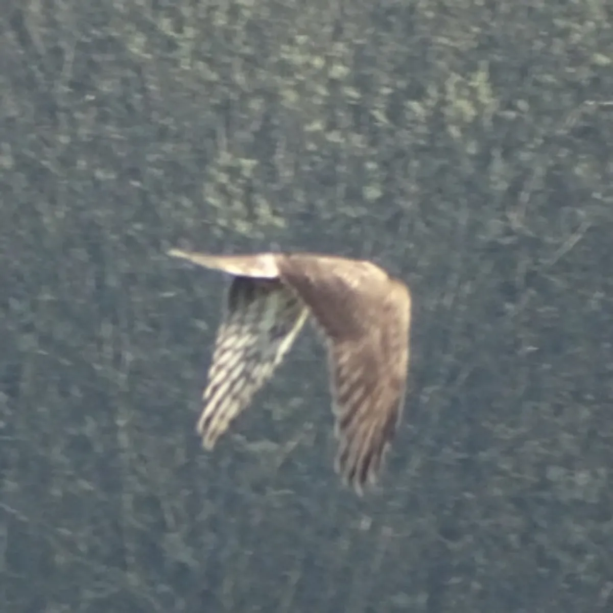 Gespotte Blauwe kiekendief