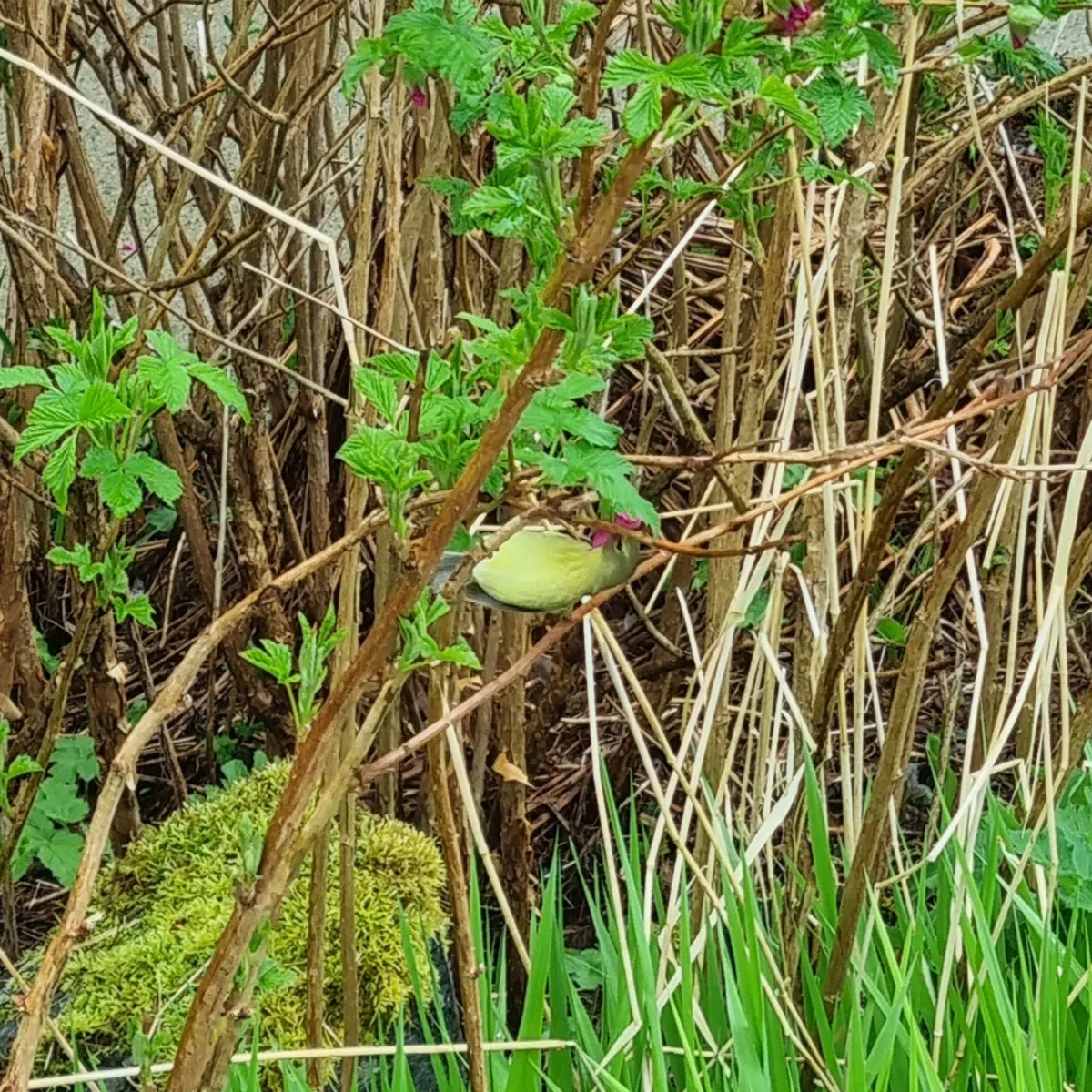 Spotted Orange-crowned Warbler