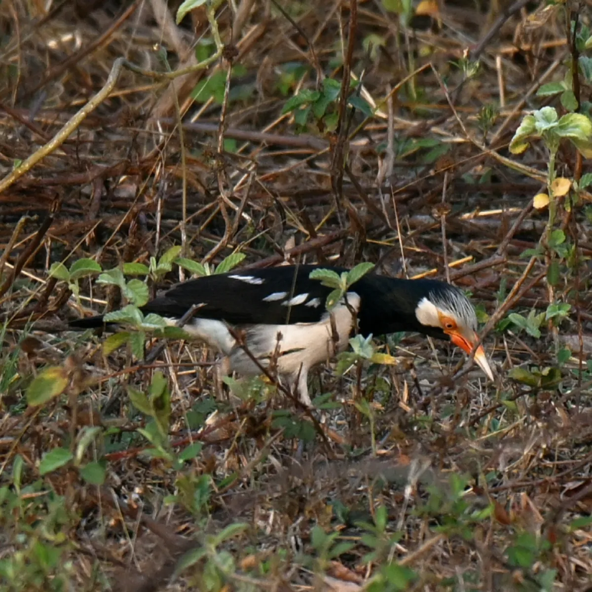 Gespotte Siamese eksterspreeuw