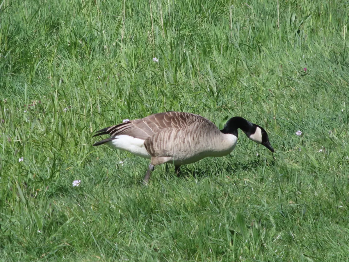 Gespotte Grote Canadese gans