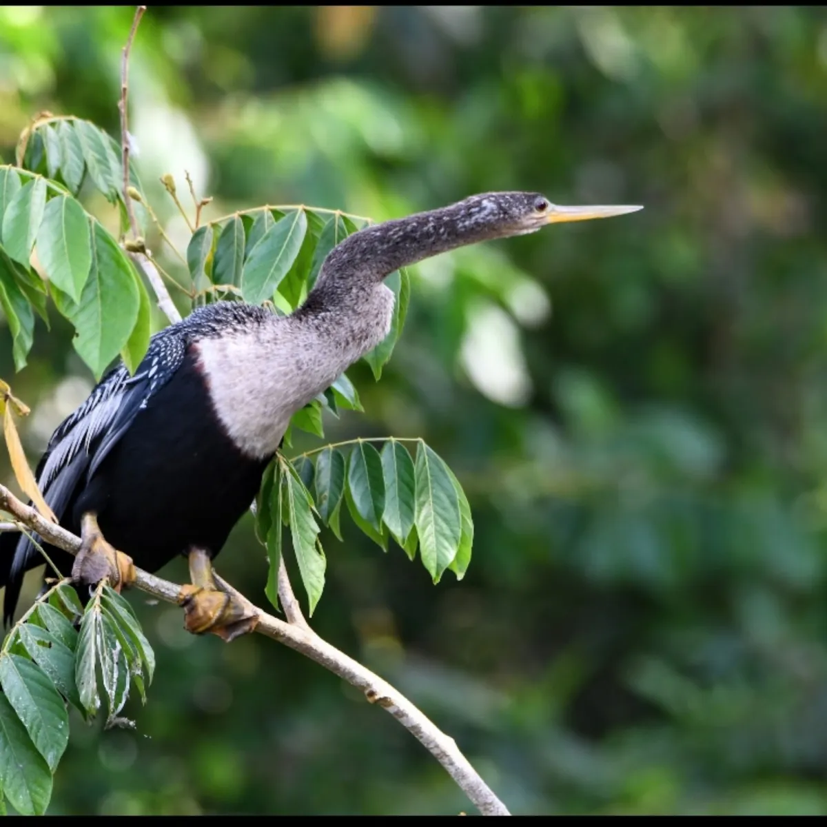 Spotted Anhinga