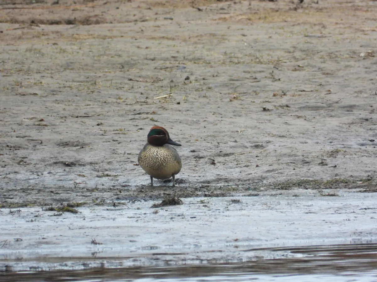 Gespotte Wintertaling