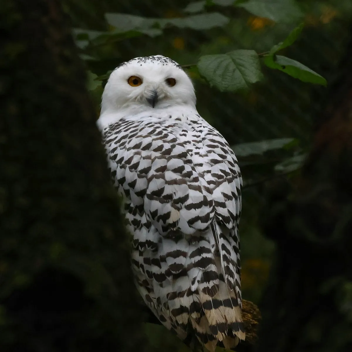 Spotted Snowy Owl