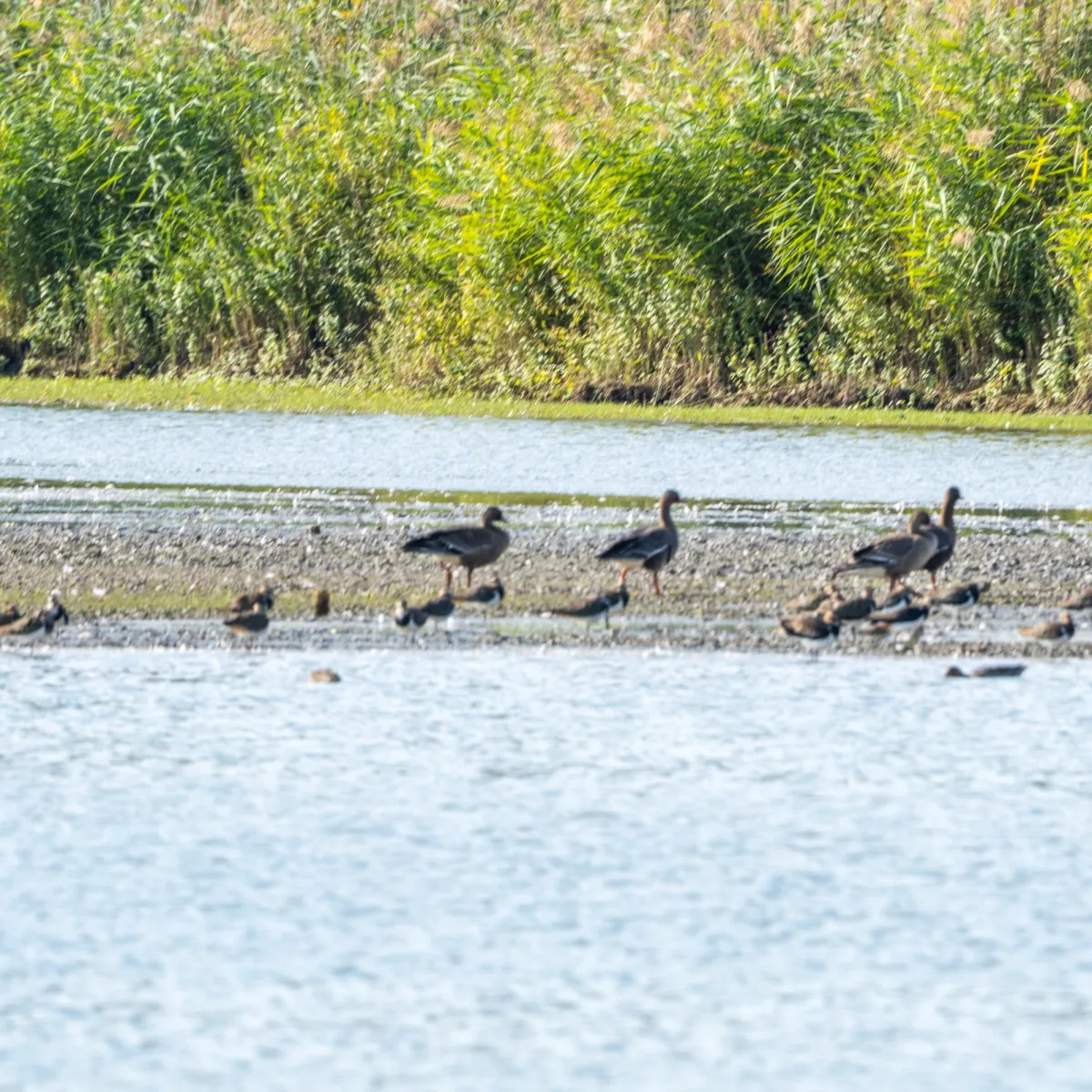 Spotted Greater White-fronted Goose