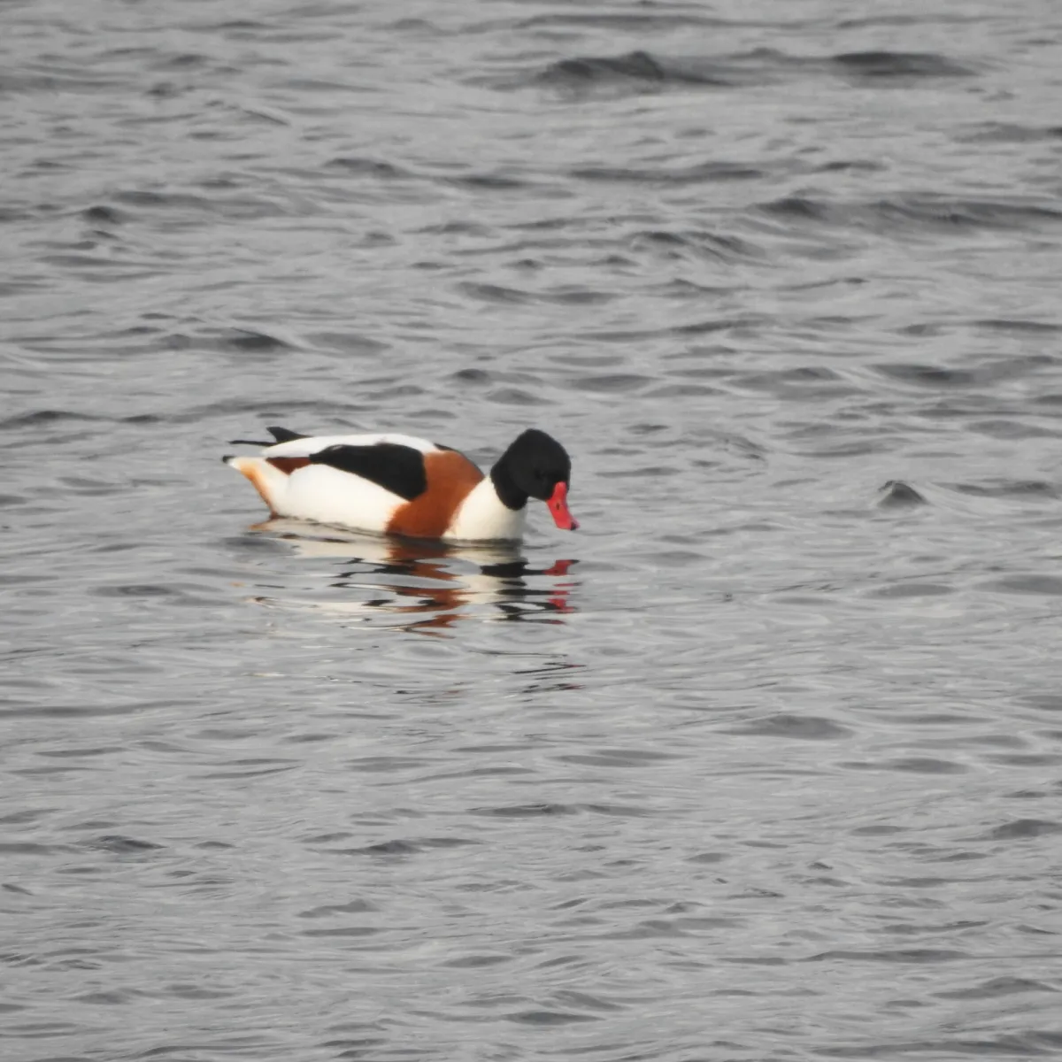 Spotted Common Shelduck