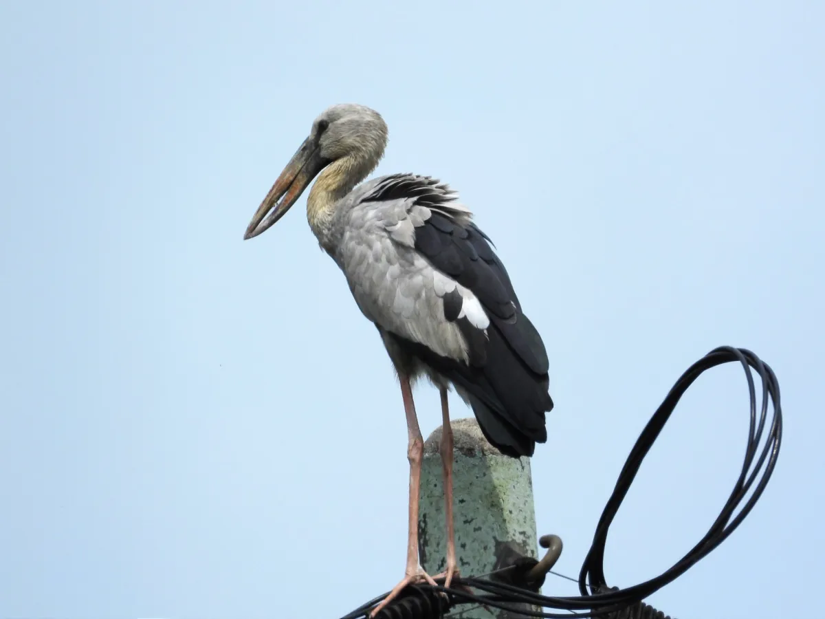Spotted Asian Openbill