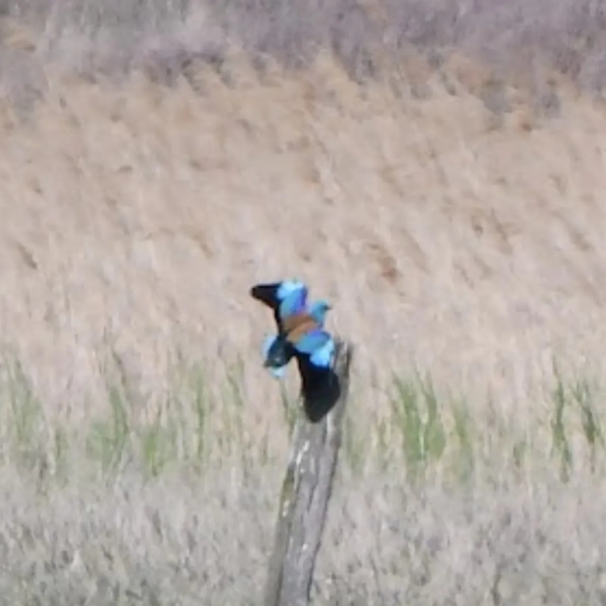 Spotted European Roller