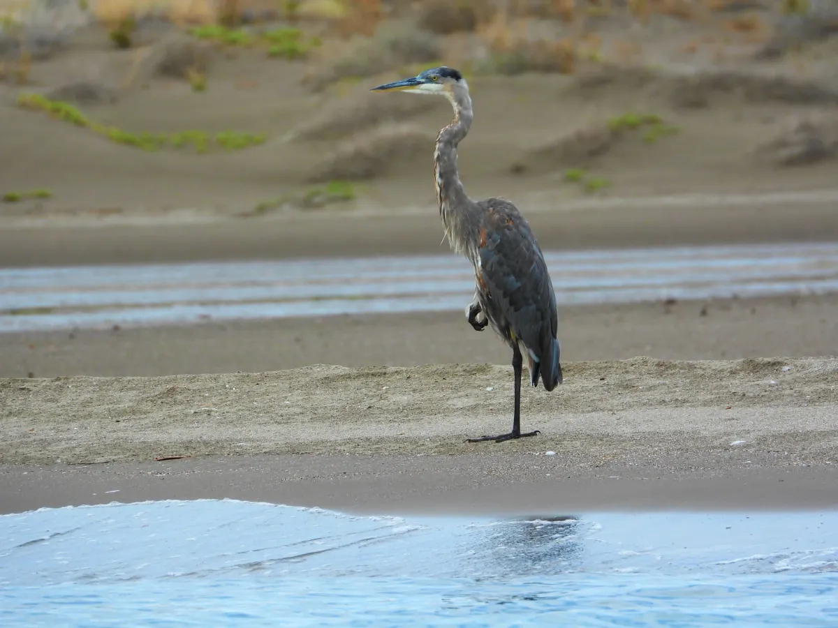 Spotted Great Blue Heron