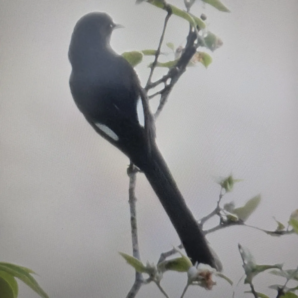 Gespotte Langstaartsibia