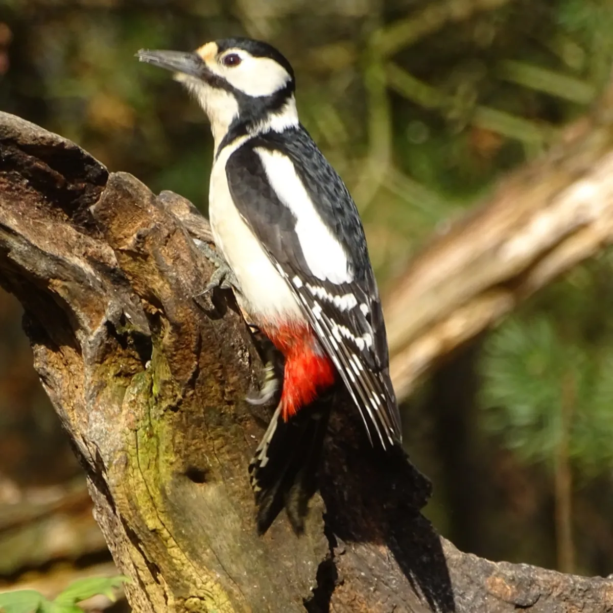 Gespotte Grote bonte specht