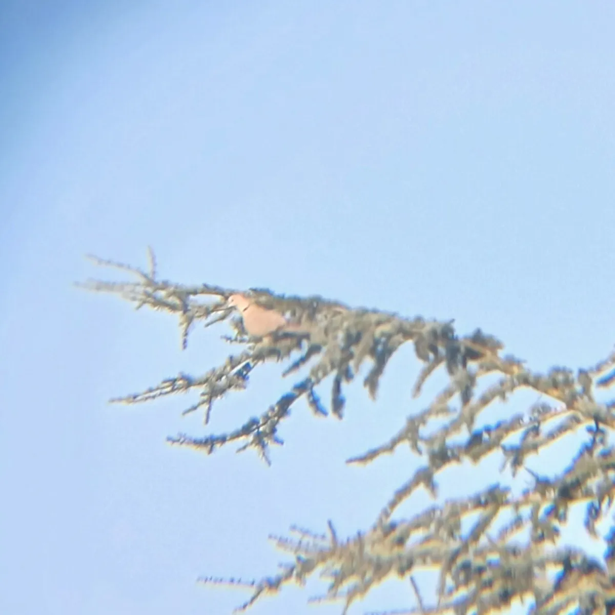 Spotted Eurasian Collared-Dove