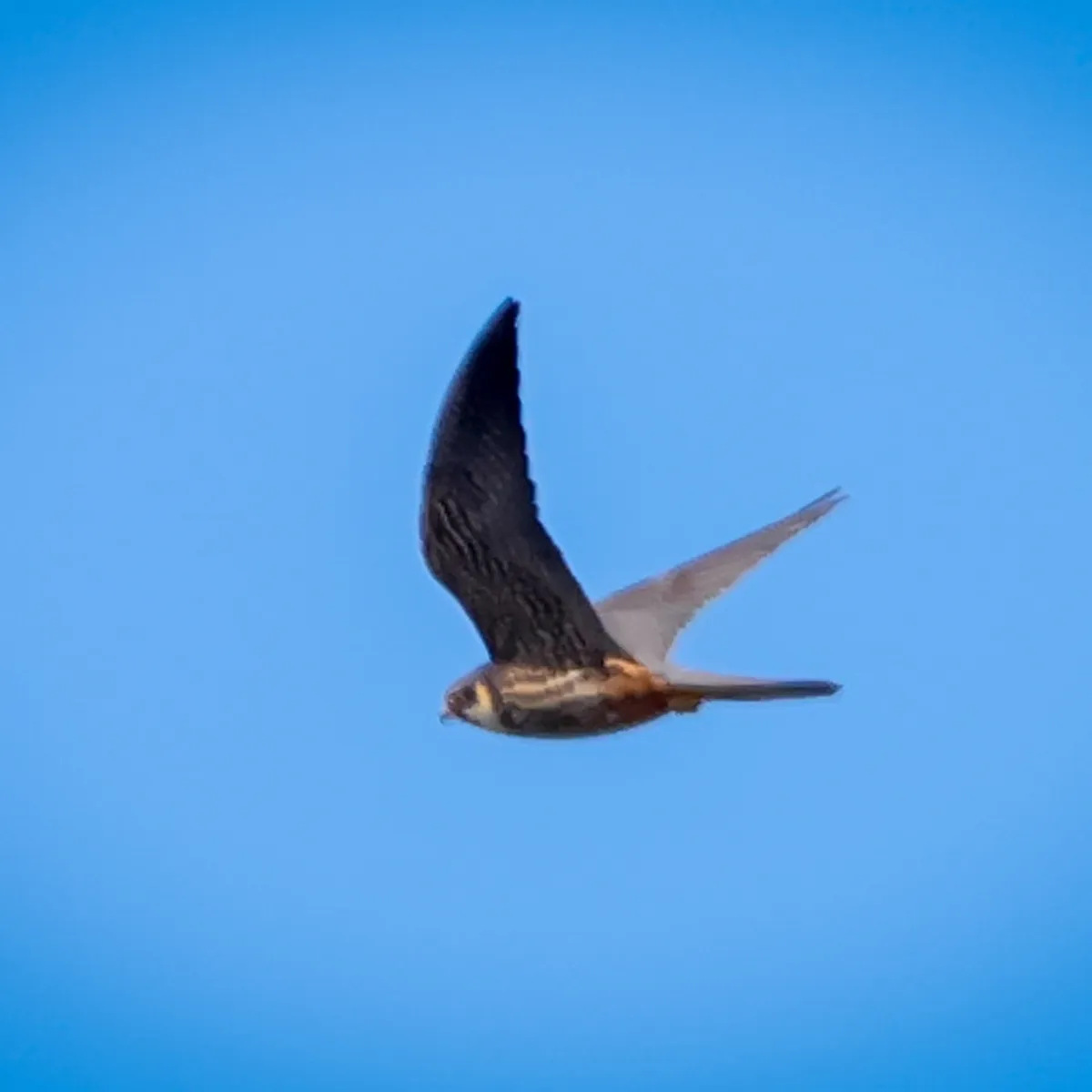 Spotted Eurasian Hobby