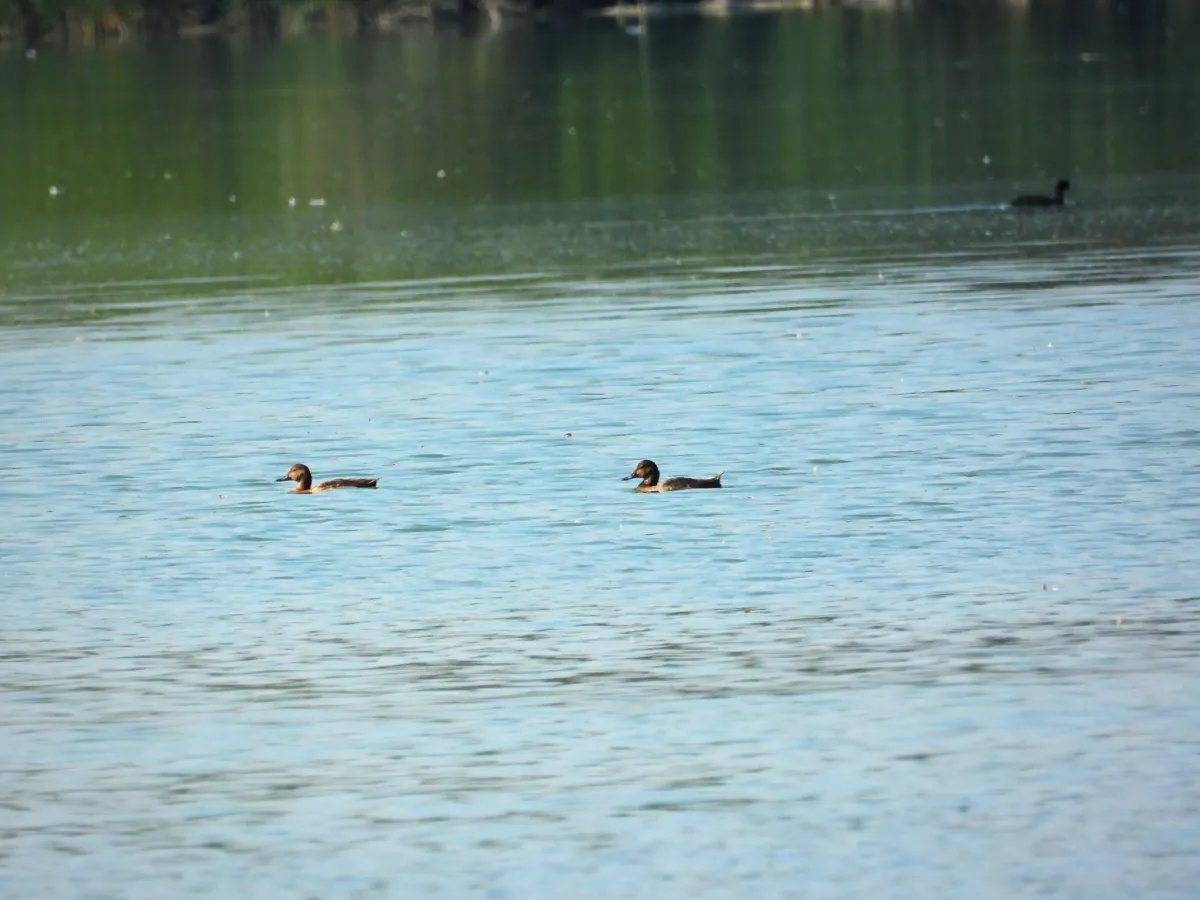 Spotted Common Pochard