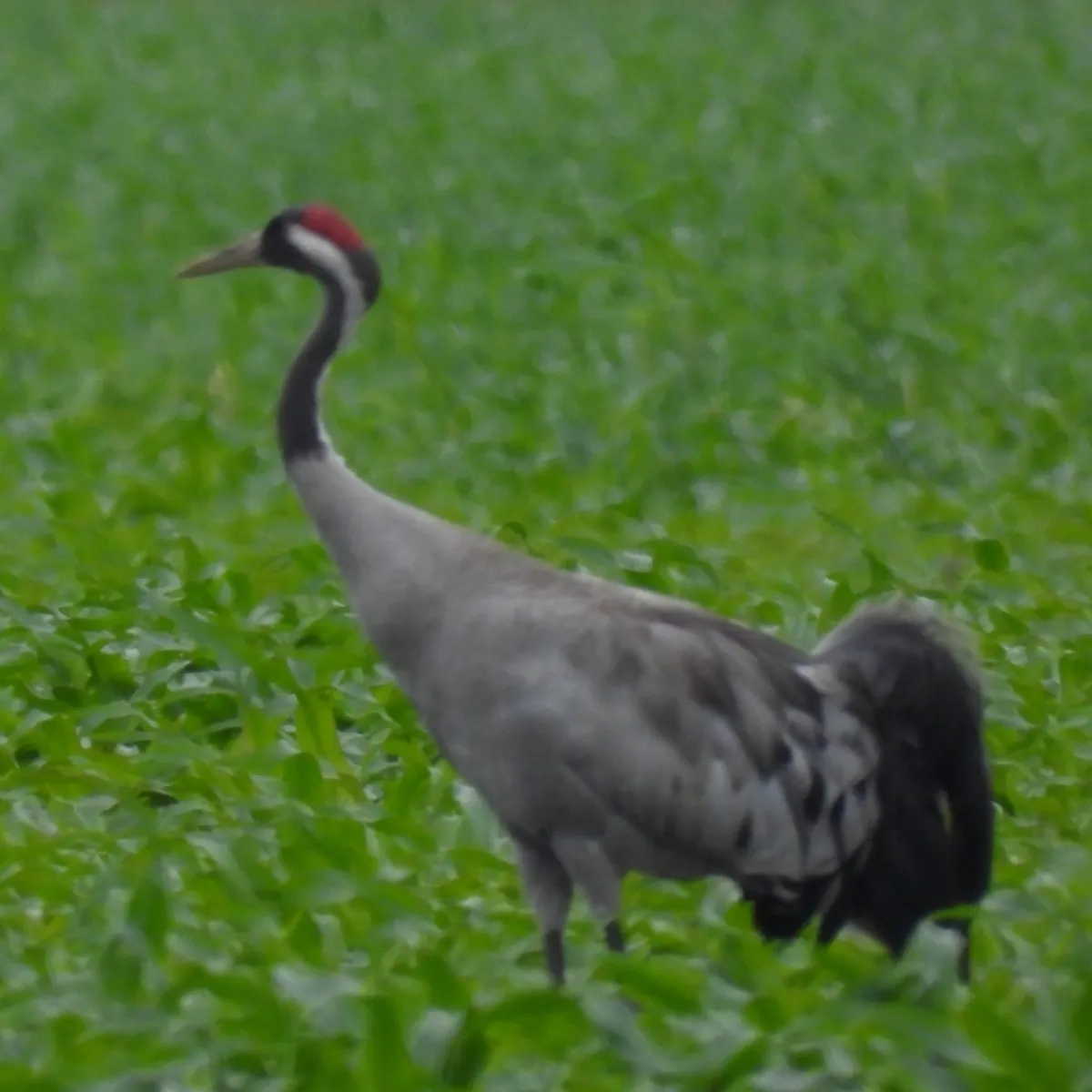 Spotted Common Crane