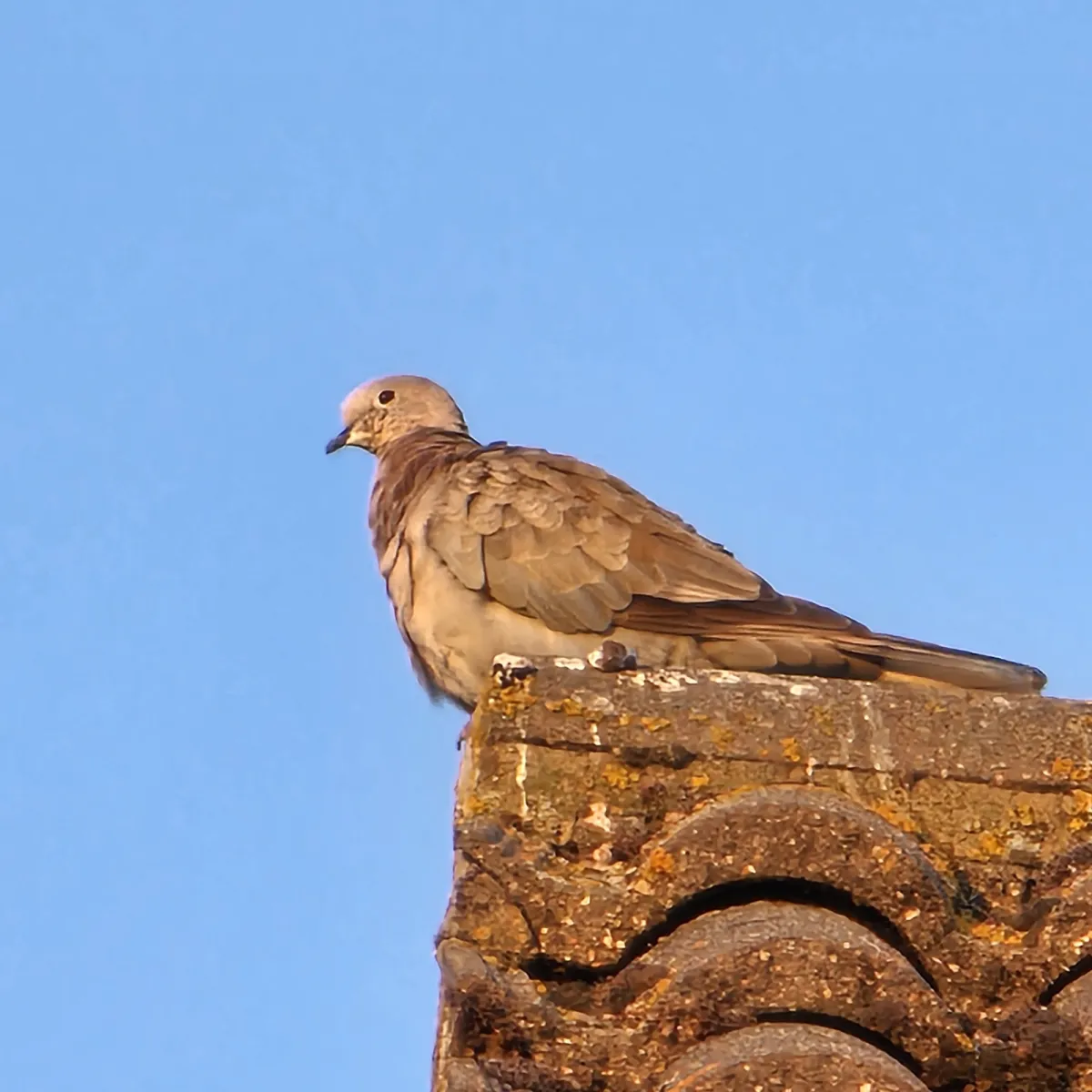 Spotted Eurasian Collared-Dove