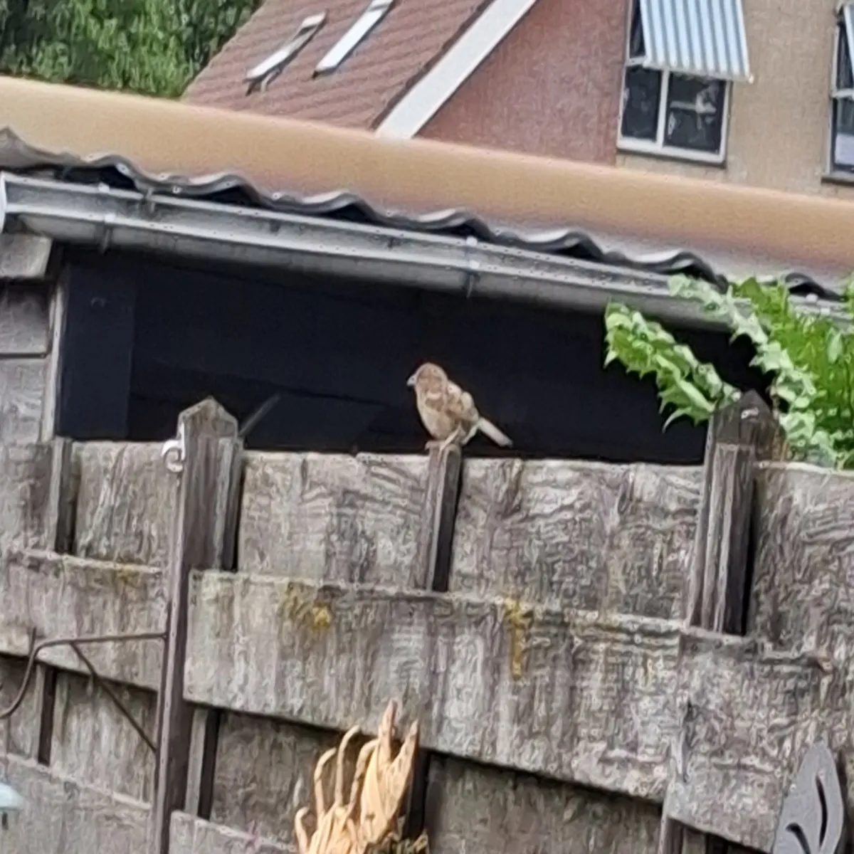 Waargenomen Huismus
