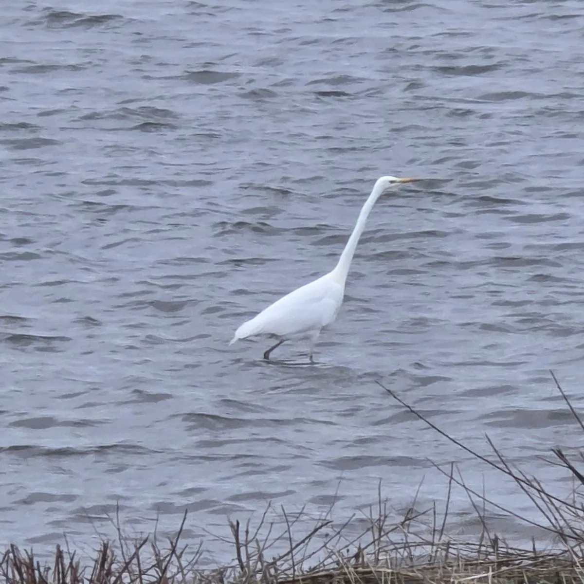 Gespotte Grote zilverreiger
