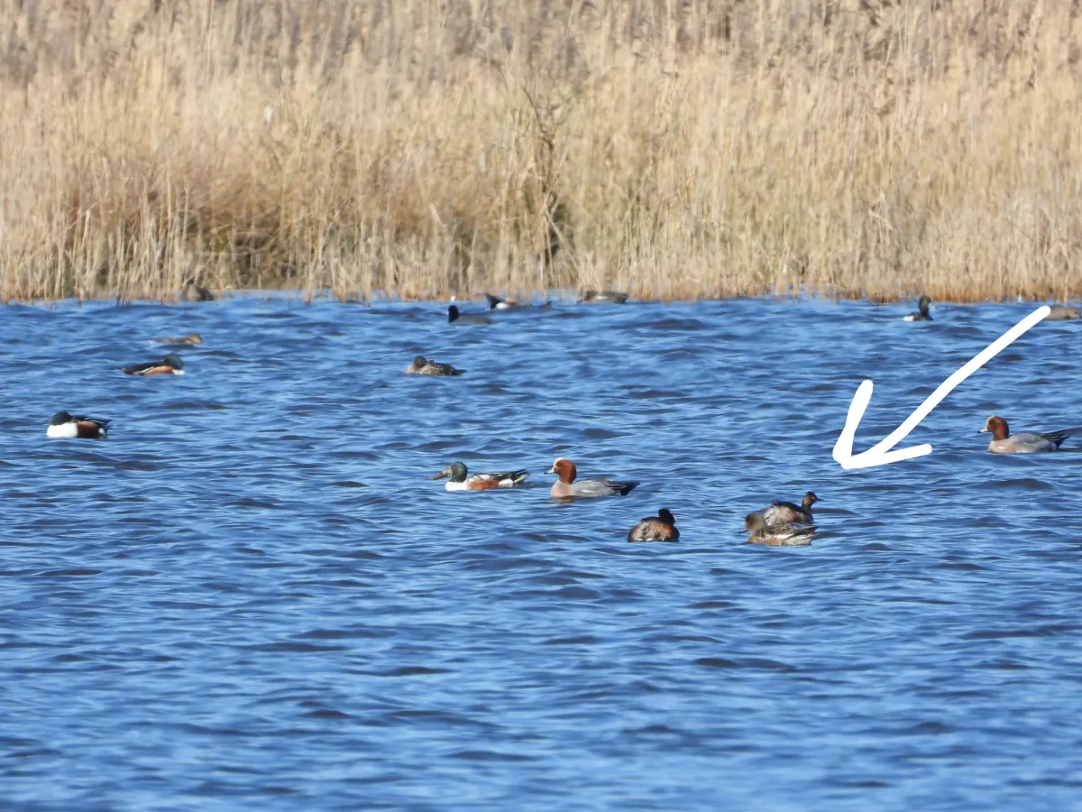 Gespotte Geoorde fuut