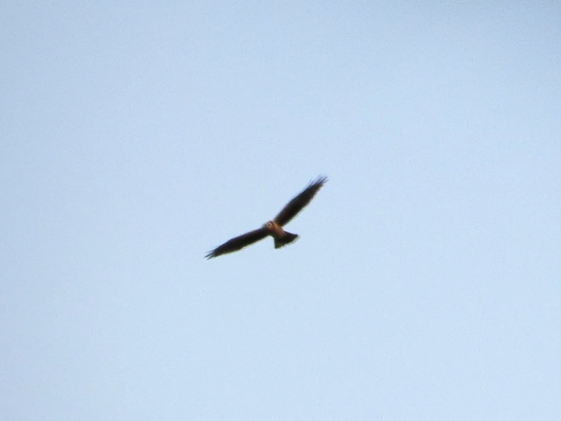 Spotted Hen Harrier