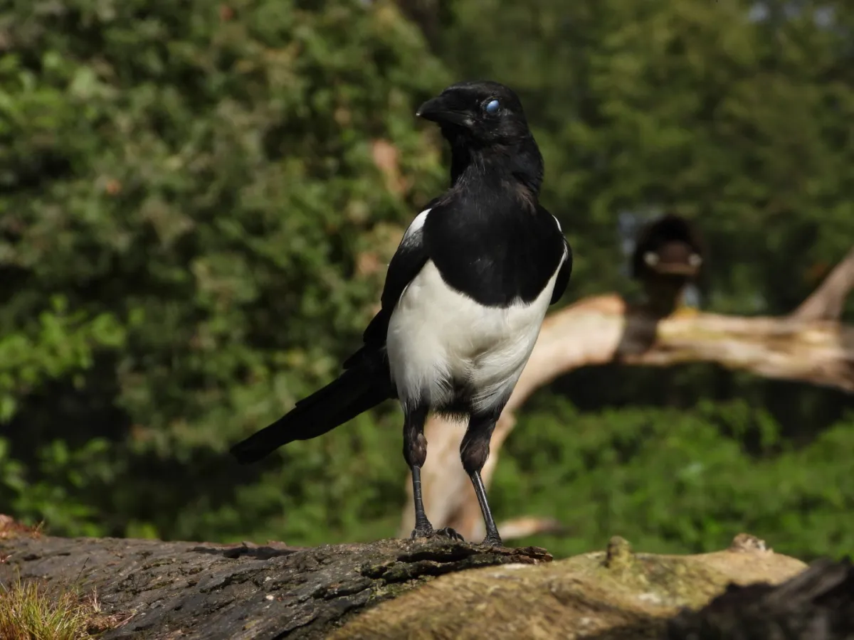 Spotted Eurasian Magpie