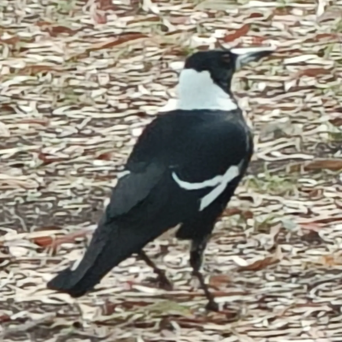 Spotted Australian Magpie