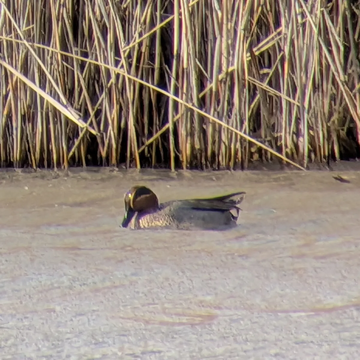 Spotted Green-winged Teal