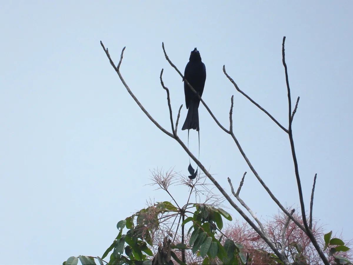 Gespotte Vlaggendrongo