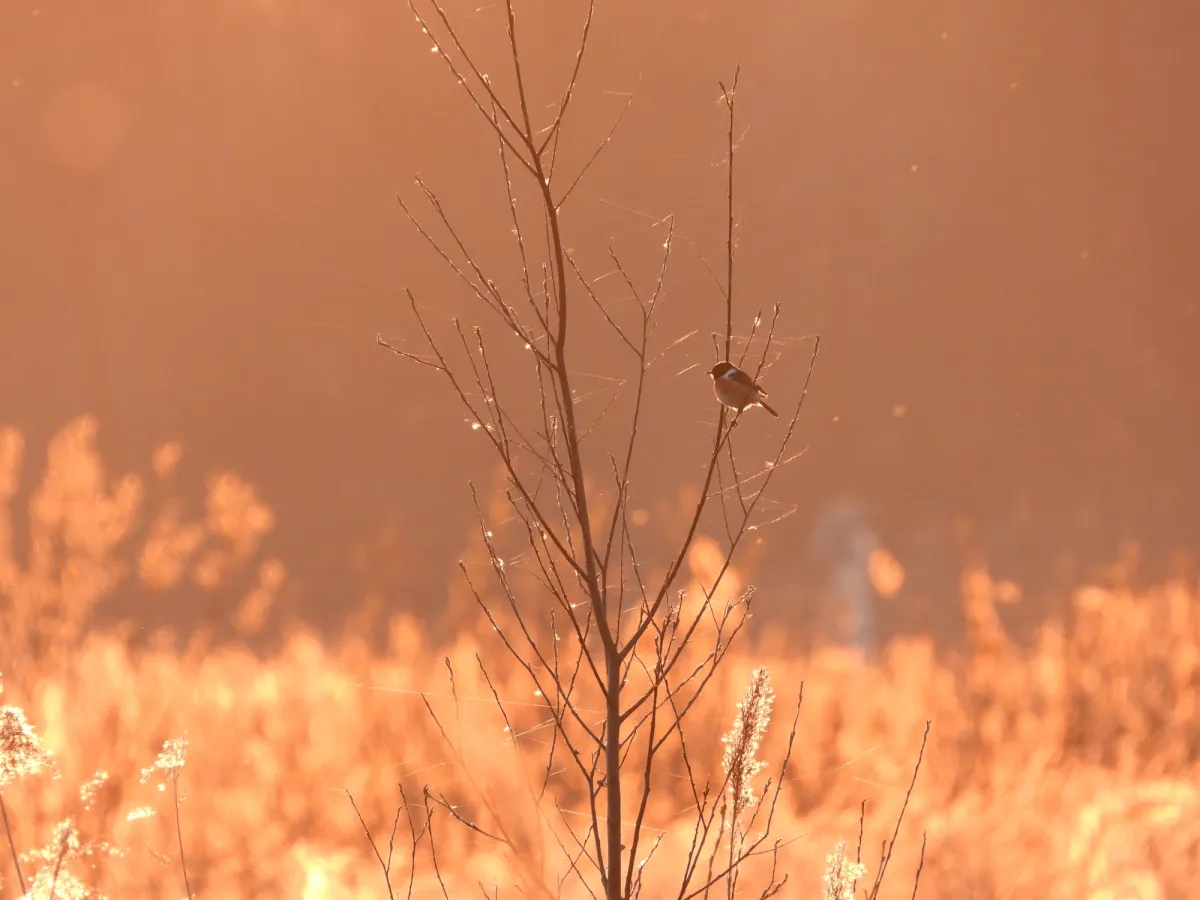 Gespotte Roodborsttapuit