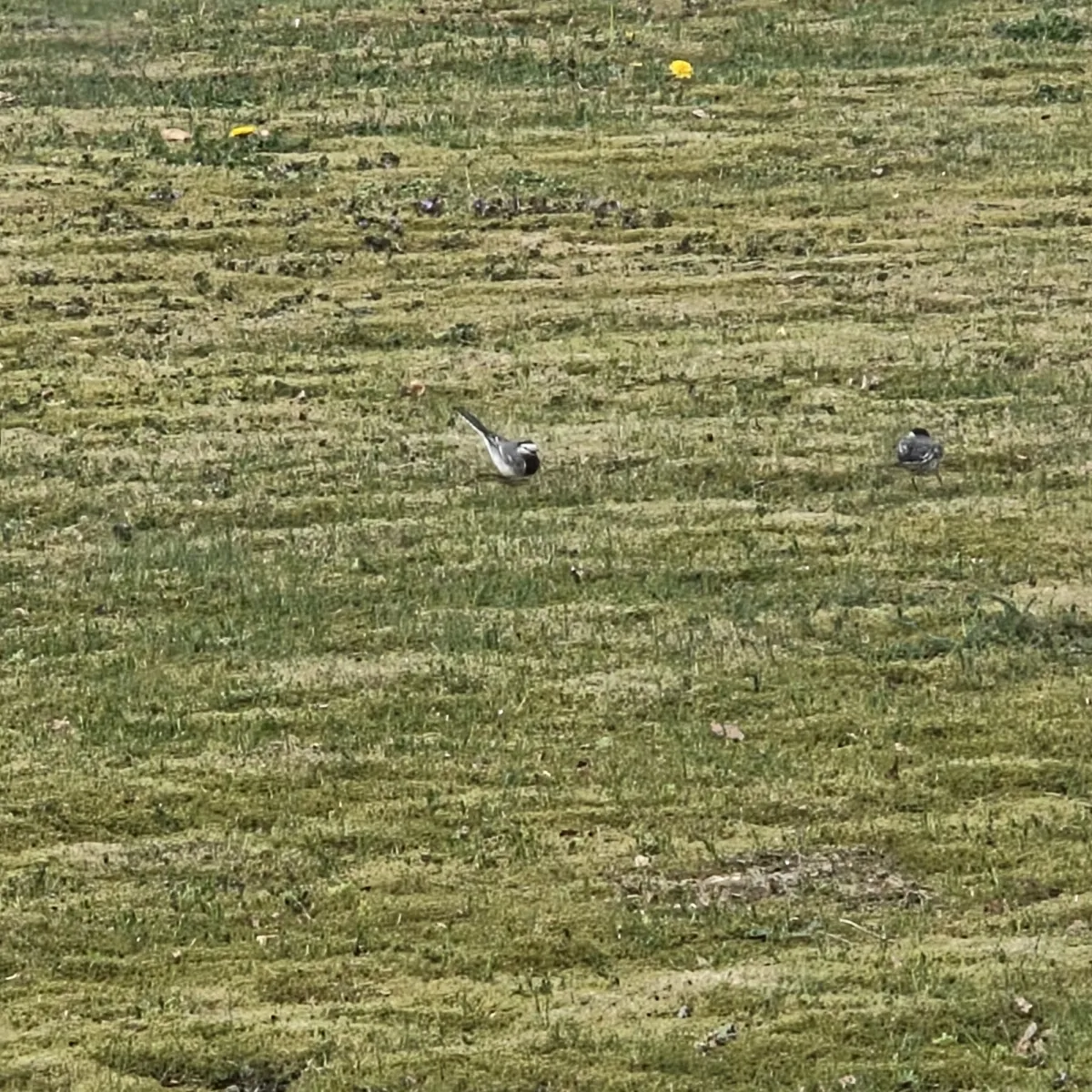 Gespotte Witte kwikstaart