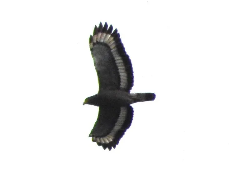 Gespotte Indische slangenarend