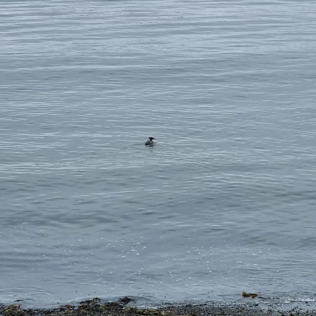 Spotted Common Merganser