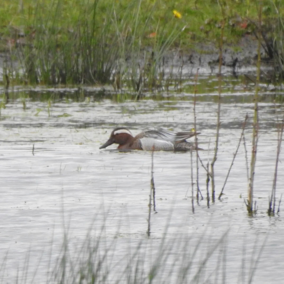 Gespotte Zomertaling