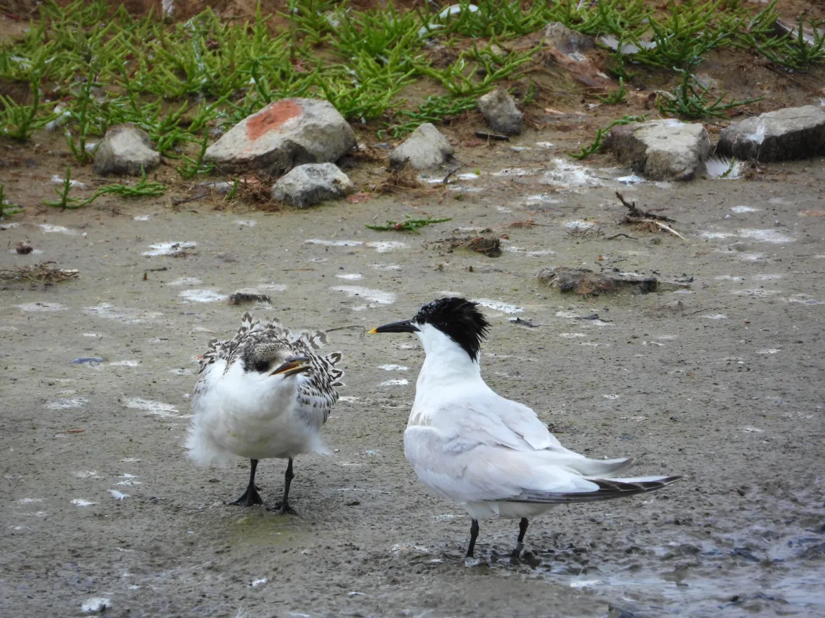 Waargenomen Grote stern