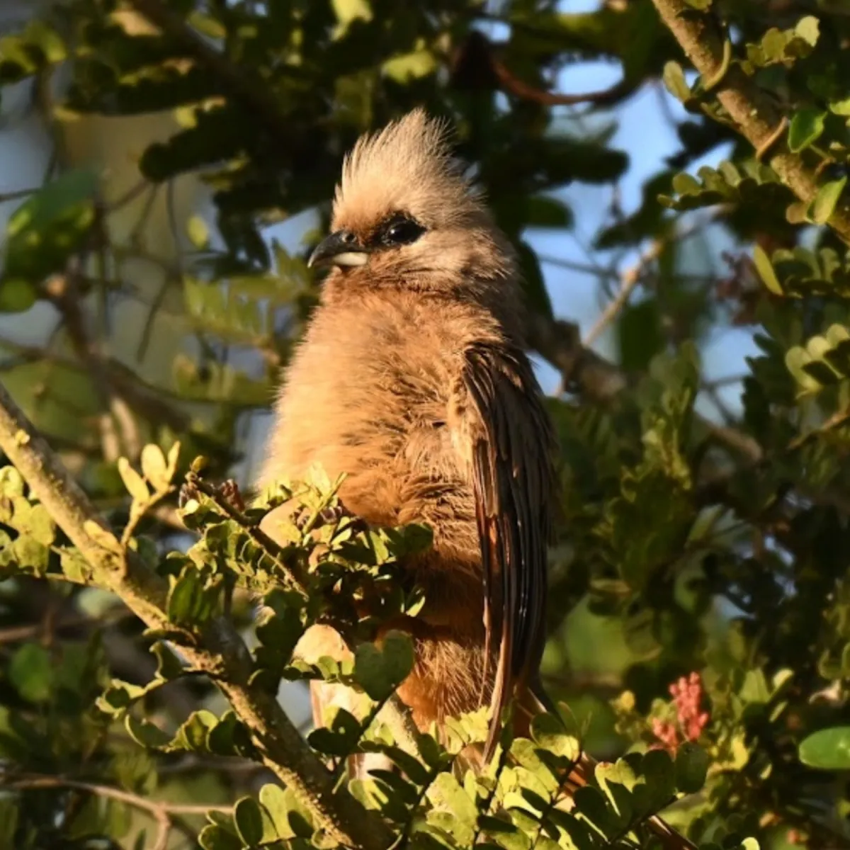 Spotted Speckled Mousebird