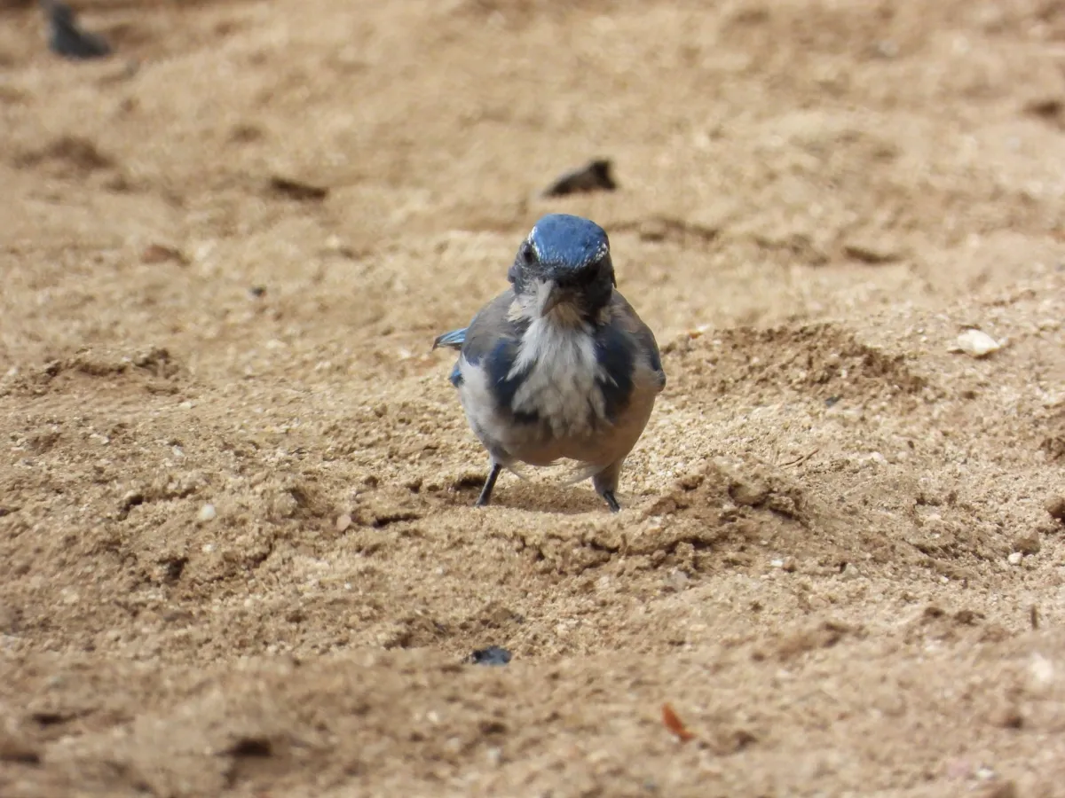 Spotted California Scrub-Jay
