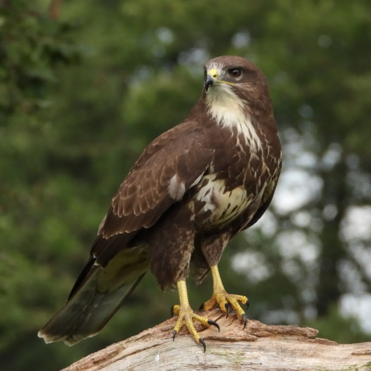 Spotted Common Buzzard