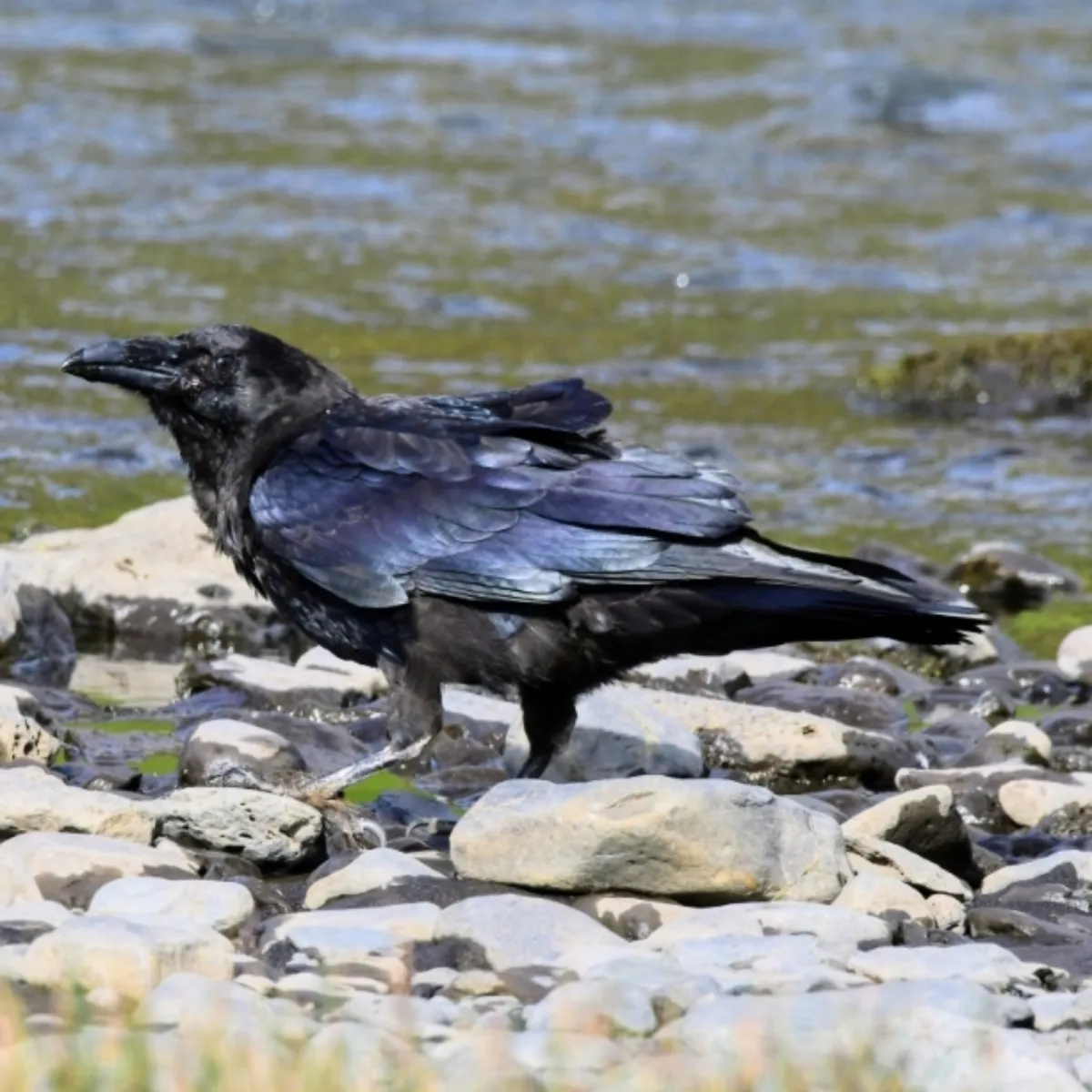 Spotted Common Raven