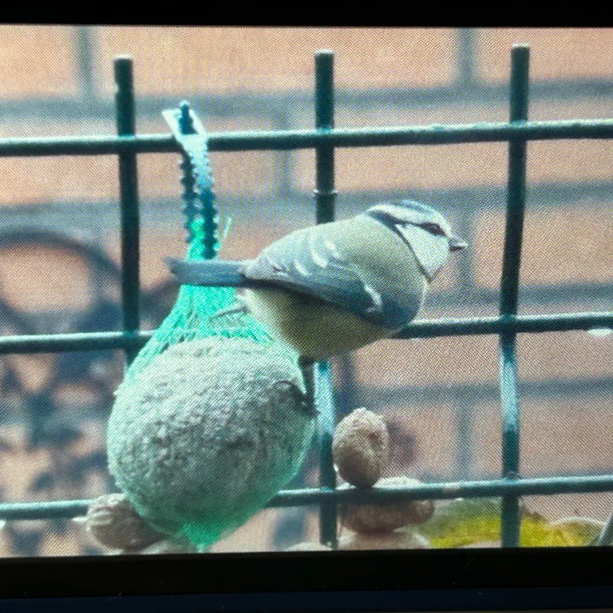 Spotted Eurasian Blue Tit