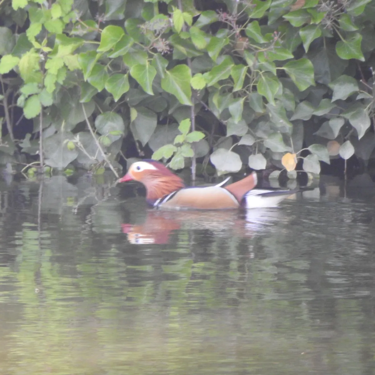 Spotted Mandarin Duck