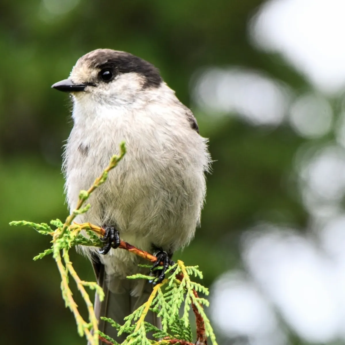 Gespotte Canadese gaai