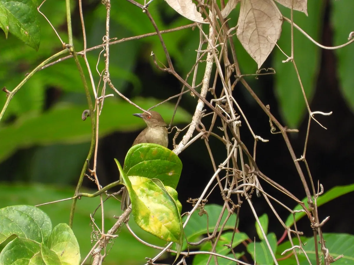 Gespotte Roodoogbuulbuul