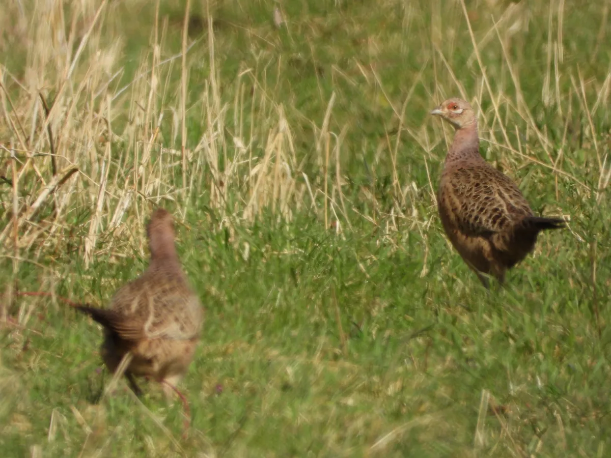 Spotted Ring-necked Pheasant