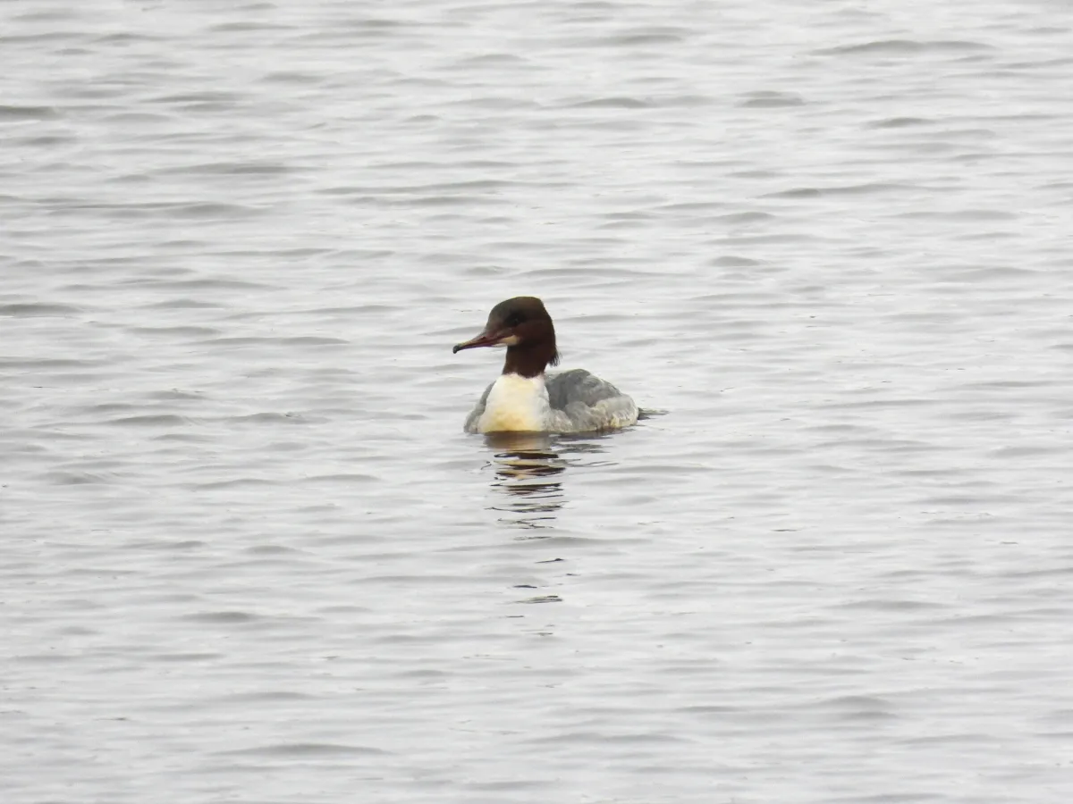 Gespotte Grote zaagbek
