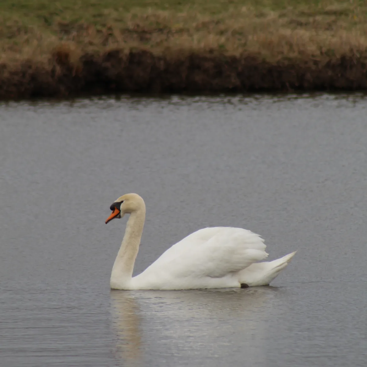 Spotted Mute Swan