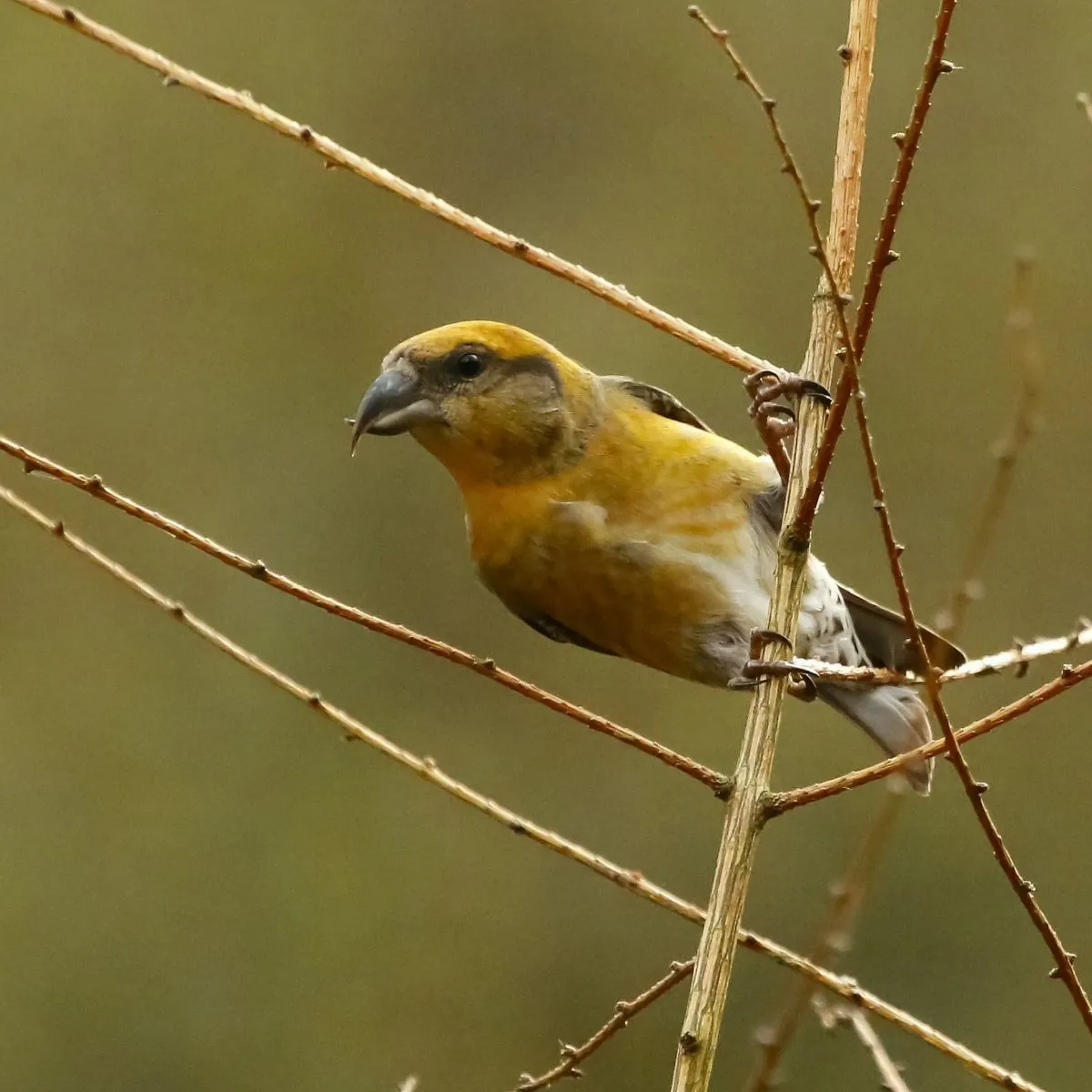 Spotted Red Crossbill