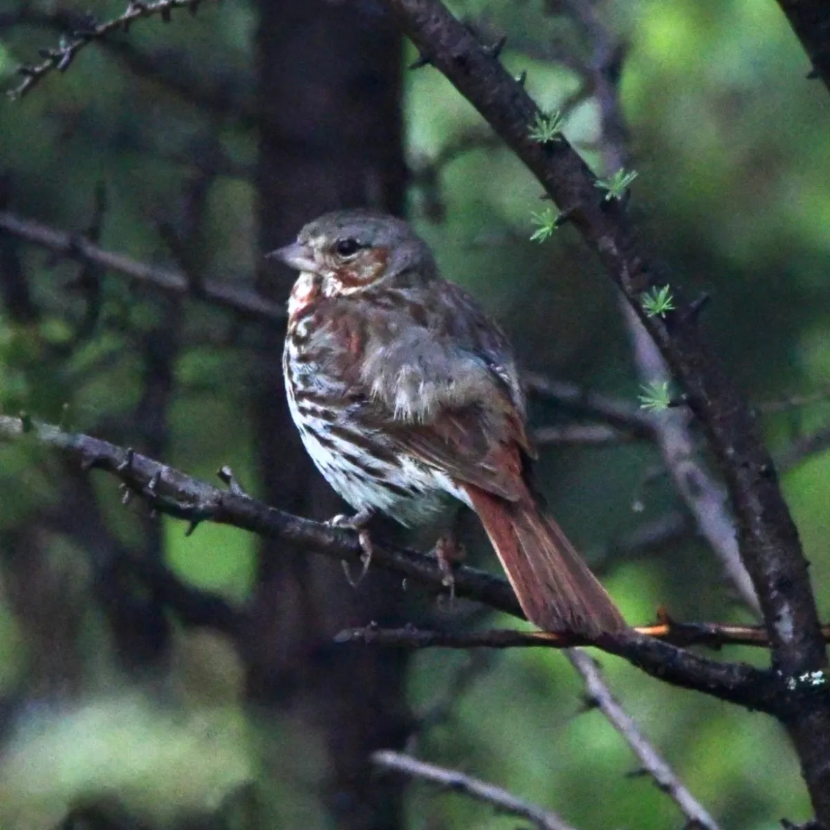Spotted Fox Sparrow