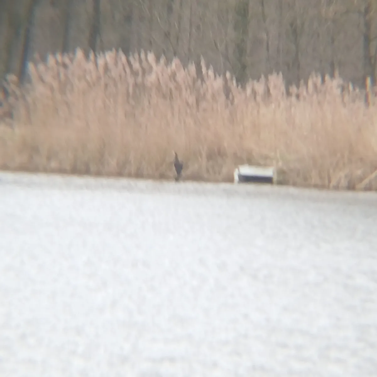 Gespotte Aalscholver